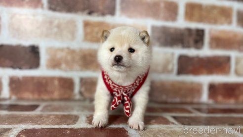 成約済の福岡県の豆柴-283025の6枚目