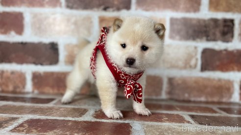 成約済の福岡県の豆柴-283025の2枚目