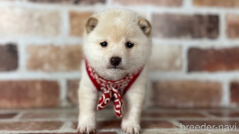 成約済の福岡県の豆柴-283025