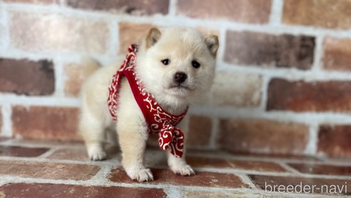 成約済の福岡県の豆柴-283025の3枚目
