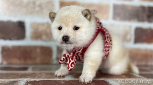 成約済の福岡県の豆柴-283025の4枚目