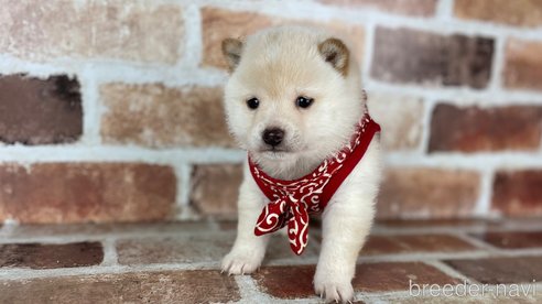 成約済の福岡県の豆柴-283025の5枚目