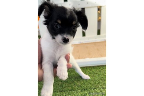 成約済の福岡県のチワックス:チワワ×ミニチュアダックスフンド-278505の2枚目