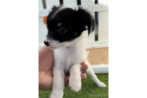 成約済の福岡県のチワックス:チワワ×ミニチュアダックスフンド-278505の3枚目