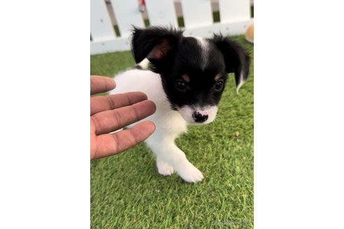 成約済の福岡県のチワックス:チワワ×ミニチュアダックスフンド-278505の4枚目