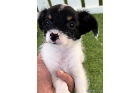 成約済の福岡県のチワックス:チワワ×ミニチュアダックスフンド-278505の5枚目