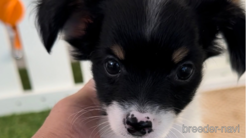 成約済の福岡県のチワックス:チワワ×ミニチュアダックスフンド-278505の1枚目