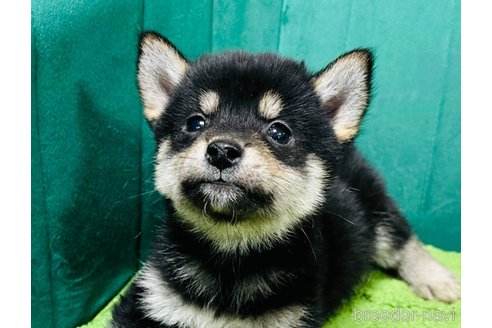 成約済の茨城県の豆柴-283034の3枚目