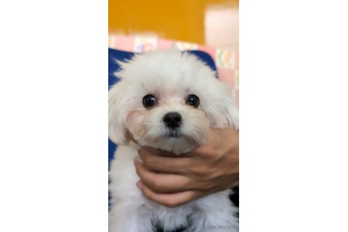 成約済の福岡県のミックス犬-271350の3枚目