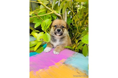 成約済の千葉県のミックス犬-283078の3枚目