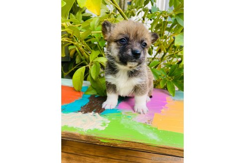 成約済の千葉県のミックス犬-283081の2枚目