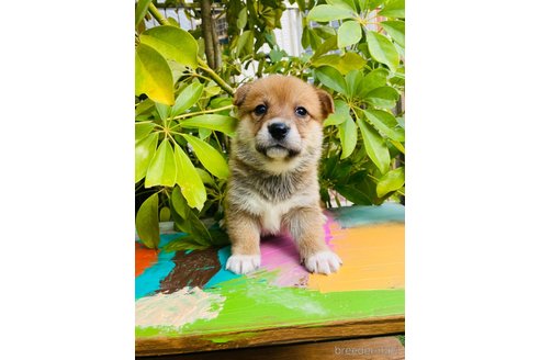 成約済の千葉県のミックス犬-283082の3枚目