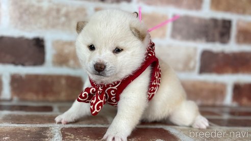 成約済の福岡県の豆柴-283092の6枚目