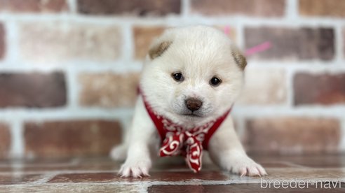 成約済の福岡県の豆柴-283092の7枚目