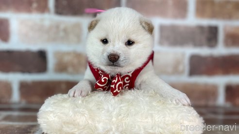 成約済の福岡県の豆柴-283092の8枚目