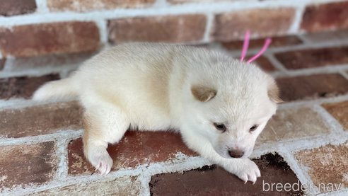 成約済の福岡県の豆柴-283092の9枚目