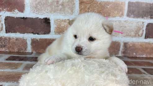 成約済の福岡県の豆柴-283092の10枚目