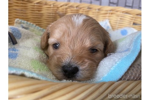 成約済の岡山県のミックス犬-282215の6枚目