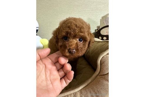 成約済の福岡県のタイニープードル-281241の3枚目