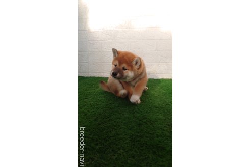 成約済の埼玉県の柴犬-278964の4枚目