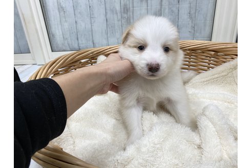 成約済の愛知県のボーダーコリー-282575の1枚目