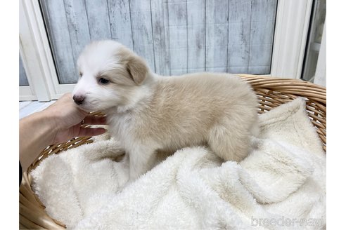 成約済の愛知県のボーダーコリー-282575の6枚目