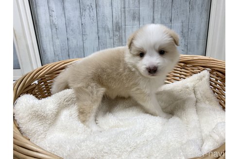 成約済の愛知県のボーダーコリー-282575の5枚目