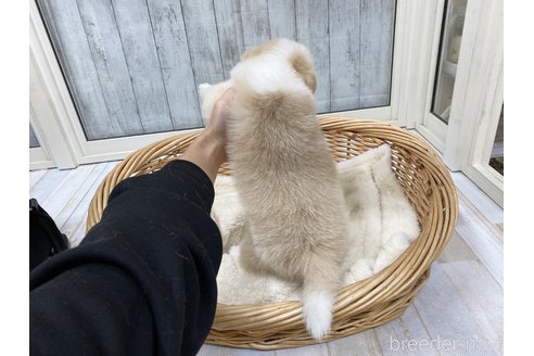 成約済の愛知県のボーダーコリー-282575の4枚目