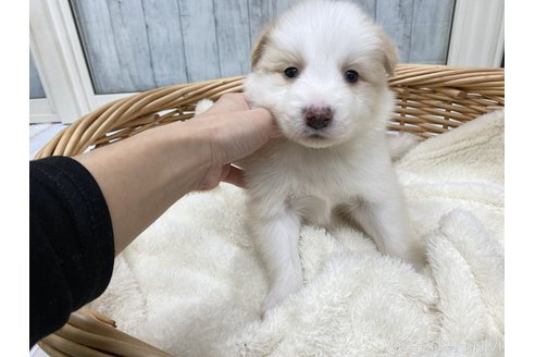 成約済の愛知県のボーダーコリー-282575の3枚目