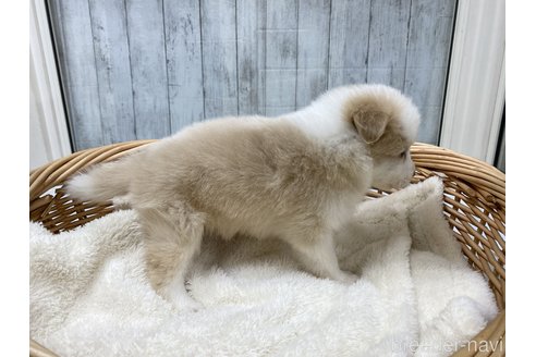 成約済の愛知県のボーダーコリー-282575の2枚目