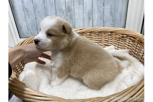 成約済の愛知県のボーダーコリー-282574の9枚目