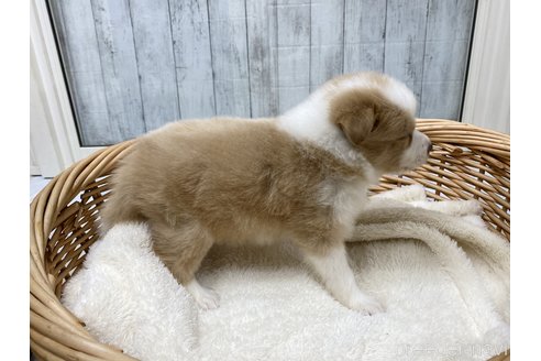 成約済の愛知県のボーダーコリー-282574の8枚目