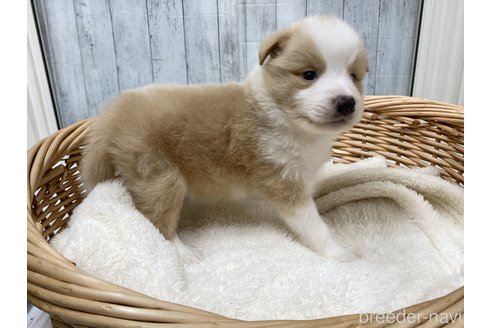 成約済の愛知県のボーダーコリー-282574の7枚目