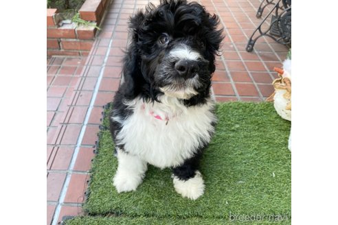 成約済の東京都のその他の犬種-275520の2枚目