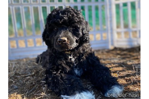 成約済の東京都のその他の犬種-275527の10枚目