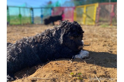 成約済の東京都のその他の犬種-275527の10枚目