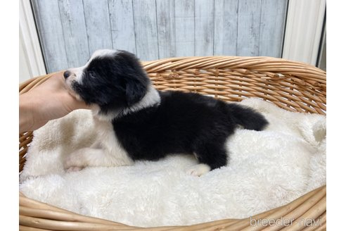 成約済の愛知県のボーダーコリー-283201の5枚目