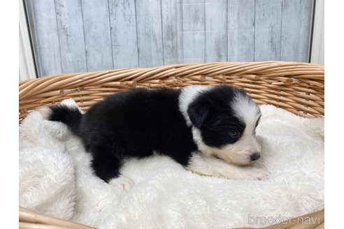 成約済の愛知県のボーダーコリー-283201の2枚目