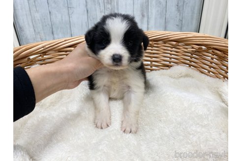 成約済の愛知県のボーダーコリー-283201の3枚目