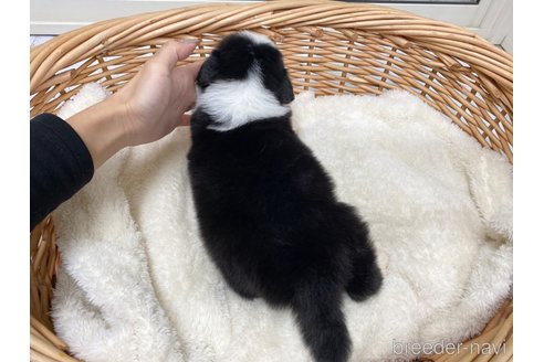 成約済の愛知県のボーダーコリー-283201の4枚目