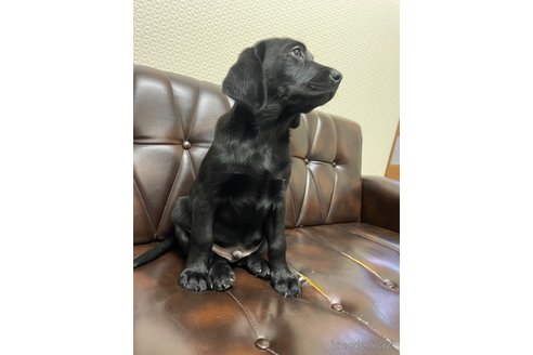 成約済の滋賀県のラブラドールレトリーバー-267645の6枚目
