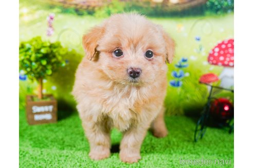 成約済の茨城県のポメプー:ポメラニアン×トイプードル-283227の4枚目