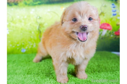 成約済の茨城県のポメプー:ポメラニアン×トイプードル-283227の5枚目