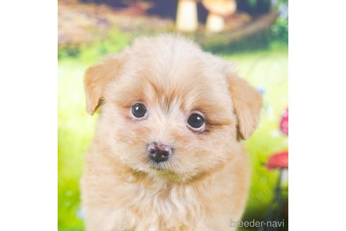 成約済の茨城県のポメプー:ポメラニアン×トイプードル-283227の3枚目