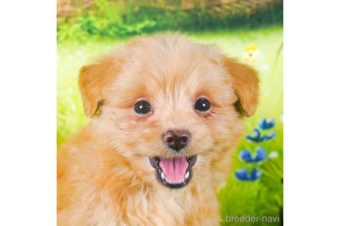 成約済の茨城県のポメプー:ポメラニアン×トイプードル-283227