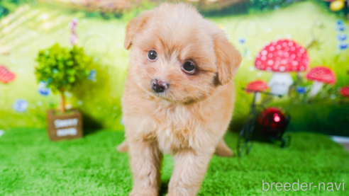 成約済の茨城県のポメプー:ポメラニアン×トイプードル-283227の2枚目