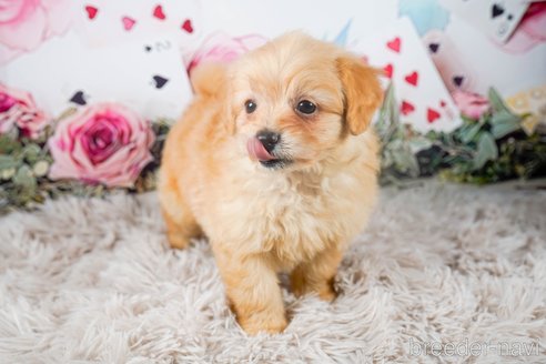 成約済の茨城県のポメプー:ポメラニアン×トイプードル-283238の3枚目