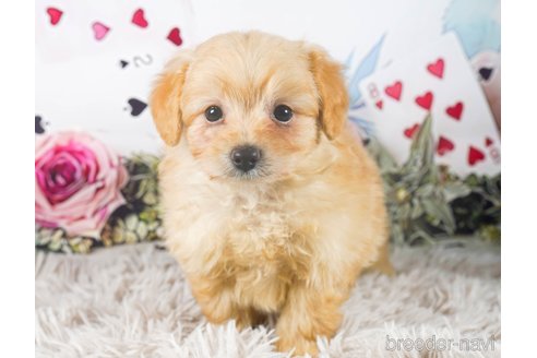 成約済の茨城県のポメプー:ポメラニアン×トイプードル-283238の4枚目