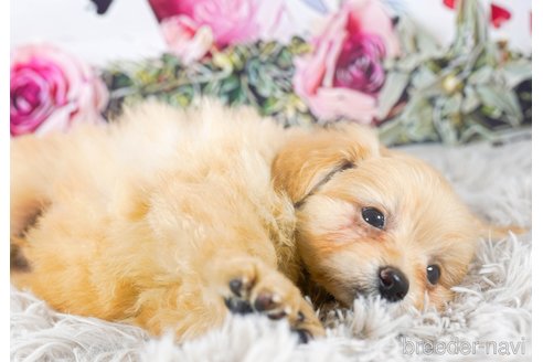 成約済の茨城県のポメプー:ポメラニアン×トイプードル-283238の5枚目