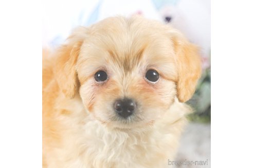 成約済の茨城県のポメプー:ポメラニアン×トイプードル-283238の1枚目